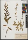 Foto von Salix triandra subsp. triandra L.